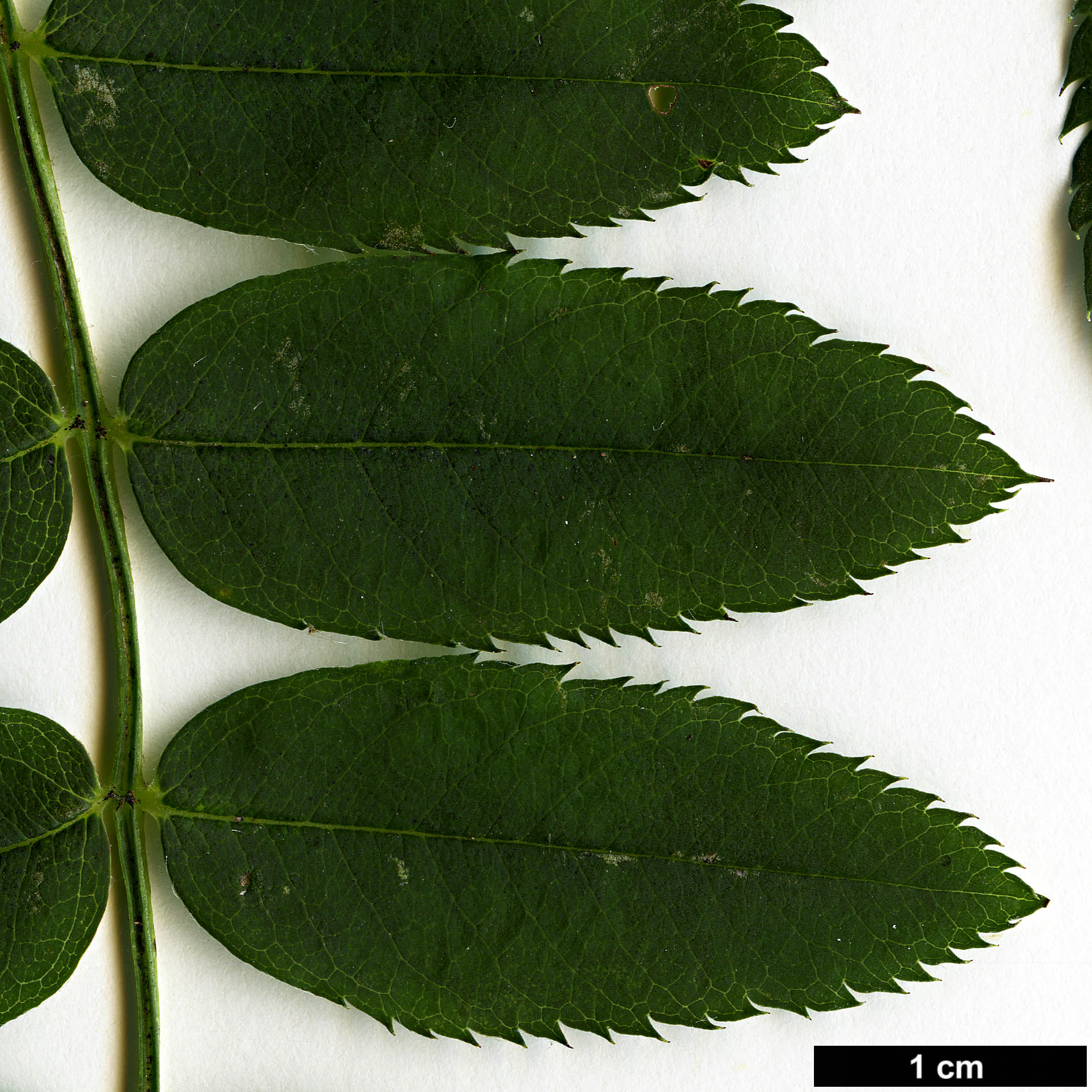 High resolution image: Family: Rosaceae - Genus: Sorbus - Taxon: HOWICK 1948 (S. aff. ovalis)